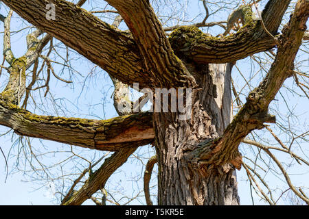 Sans les feuilles de chêne. Banque D'Images
