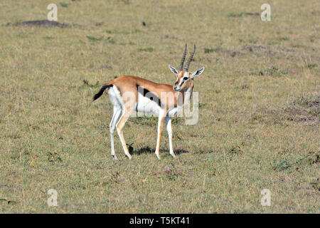 La gazelle de Thomson, Thomson-Gazelle, Eudorcas thomsonii, Thomson-gazella, Maasai Mara Banque D'Images