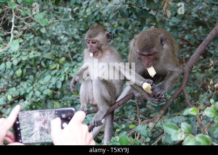 Takua Thung, Thaïlande. 08Th Mar, 2019. Deux macaques sont photographiés avec un téléphone mobile à Wat Suwan Kuha, également appelé Wat Tham ('cave temple'). Le complexe est un temple bouddhiste dans le district (Amphoe) Takua Thung dans la province de Phang Nga (Phangnga) dans le nord-ouest de la Thaïlande du sud. Il se compose de plusieurs grottes calcaires avec des statues de Bouddha. Une attraction spéciale pour un grand nombre de visiteurs sont les nombreux macaque qui gambadent dans l'avant-cour. Crédit : Alexandra Schuler/dpa/Alamy Live News Banque D'Images