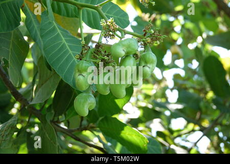 28 février 2019, la Thaïlande, Phuket : Fruits pendent d'un anacardier. L'anacardier (Anacardium occidentale), également connu sous le nom de l'arbre arbre Acajou kachoube, ou des reins, l'arbre est un arbre appartenant à la famille du sumac (Anacardiaceae). Il pousse dans un climat tropical et porte pommes de cajou et les noix de cajou. La filière des fruits, un fruit drupacé solitaires ou, selon d'autres avis, d'un écrou, est un petit, environ 2-2, 5 × 1, 5 cm de large, verdâtre à brun, en forme de rein ou de structure en forme de gant de boxe suspendu à un pédoncule charnu, épaissie. Ce fruit de cajou en forme de haricot est récoltée et la Banque D'Images