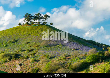 Bridport, Dorset, UK. 25 avril 2019. Météo britannique. Avis de Bill Colmers Hill à Symondsbury près de Glastonbury dans le Dorset. L'emblématique colline surmontée d'arbres est teinté de bleu avec des jacinthes fleurs sur ses pentes par une chaude après-midi ensoleillé. Crédit photo : Graham Hunt/Alamy Live News Banque D'Images