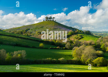 Bridport, Dorset, UK. 25 avril 2019. Météo britannique. Avis de Bill Colmers Hill à Symondsbury près de Glastonbury dans le Dorset. L'emblématique colline surmontée d'arbres est teinté de bleu avec des jacinthes fleurs sur ses pentes par une chaude après-midi ensoleillé. Crédit photo : Graham Hunt/Alamy Live News Banque D'Images