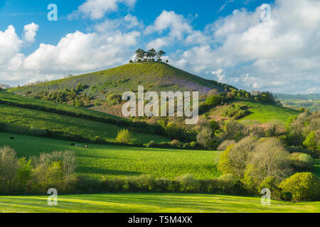 Bridport, Dorset, UK. 25 avril 2019. Météo britannique. Avis de Bill Colmers Hill à Symondsbury près de Glastonbury dans le Dorset. L'emblématique colline surmontée d'arbres est teinté de bleu avec des jacinthes fleurs sur ses pentes par une chaude après-midi ensoleillé. Crédit photo : Graham Hunt/Alamy Live News Banque D'Images