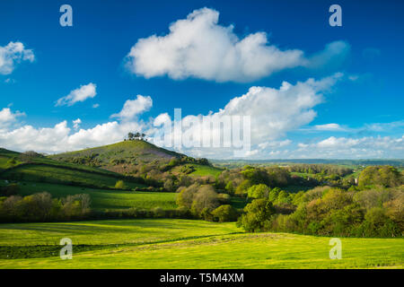 Bridport, Dorset, UK. 25 avril 2019. Météo britannique. Avis de Bill Colmers Hill à Symondsbury près de Glastonbury dans le Dorset. L'emblématique colline surmontée d'arbres est teinté de bleu avec des jacinthes fleurs sur ses pentes par une chaude après-midi ensoleillé. Crédit photo : Graham Hunt/Alamy Live News Banque D'Images