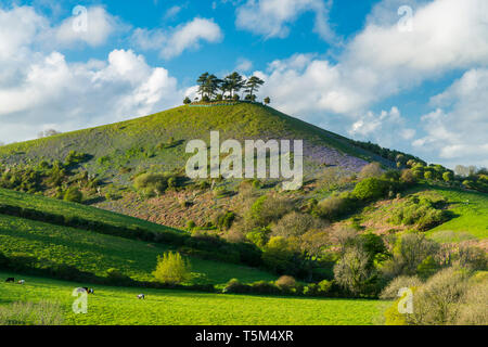 Bridport, Dorset, UK. 25 avril 2019. Météo britannique. Avis de Bill Colmers Hill à Symondsbury près de Glastonbury dans le Dorset. L'emblématique colline surmontée d'arbres est teinté de bleu avec des jacinthes fleurs sur ses pentes par une chaude après-midi ensoleillé. Crédit photo : Graham Hunt/Alamy Live News Banque D'Images