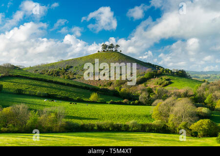 Bridport, Dorset, UK. 25 avril 2019. Météo britannique. Avis de Bill Colmers Hill à Symondsbury près de Glastonbury dans le Dorset. L'emblématique colline surmontée d'arbres est teinté de bleu avec des jacinthes fleurs sur ses pentes par une chaude après-midi ensoleillé. Crédit photo : Graham Hunt/Alamy Live News Banque D'Images