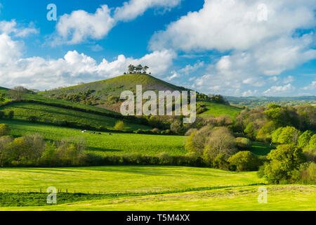 Bridport, Dorset, UK. 25 avril 2019. Météo britannique. Avis de Bill Colmers Hill à Symondsbury près de Glastonbury dans le Dorset. L'emblématique colline surmontée d'arbres est teinté de bleu avec des jacinthes fleurs sur ses pentes par une chaude après-midi ensoleillé. Crédit photo : Graham Hunt/Alamy Live News Banque D'Images