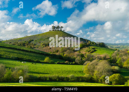 Bridport, Dorset, UK. 25 avril 2019. Météo britannique. Avis de Bill Colmers Hill à Symondsbury près de Glastonbury dans le Dorset. L'emblématique colline surmontée d'arbres est teinté de bleu avec des jacinthes fleurs sur ses pentes par une chaude après-midi ensoleillé. Crédit photo : Graham Hunt/Alamy Live News Banque D'Images