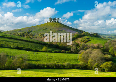 Bridport, Dorset, UK. 25 avril 2019. Météo britannique. Avis de Bill Colmers Hill à Symondsbury près de Glastonbury dans le Dorset. L'emblématique colline surmontée d'arbres est teinté de bleu avec des jacinthes fleurs sur ses pentes par une chaude après-midi ensoleillé. Crédit photo : Graham Hunt/Alamy Live News Banque D'Images