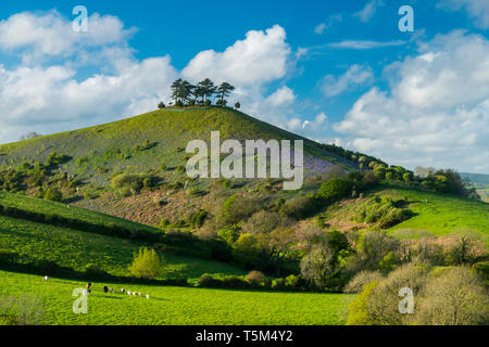 Bridport, Dorset, UK. 25 avril 2019. Météo britannique. Avis de Bill Colmers Hill à Symondsbury près de Glastonbury dans le Dorset. L'emblématique colline surmontée d'arbres est teinté de bleu avec des jacinthes fleurs sur ses pentes par une chaude après-midi ensoleillé. Crédit photo : Graham Hunt/Alamy Live News Banque D'Images