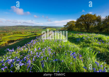 Vivier, Dorset, UK. 25 avril 2019. Météo britannique. Bluebells tapissent le sol à Coney's Castle Hill fort près de l'étang dans le Dorset avec vue sur la Vale Marshwood sur une chaude après-midi ensoleillé. Crédit photo : Graham Hunt/Alamy Live News Banque D'Images