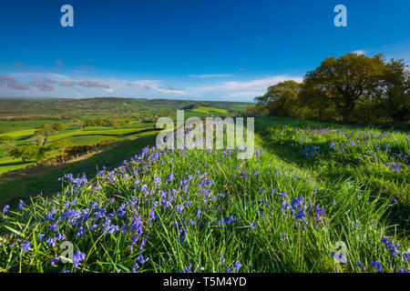 Vivier, Dorset, UK. 25 avril 2019. Météo britannique. Bluebells tapissent le sol à Coney's Castle Hill fort près de l'étang dans le Dorset avec vue sur la Vale Marshwood sur une chaude après-midi ensoleillé. Crédit photo : Graham Hunt/Alamy Live News Banque D'Images