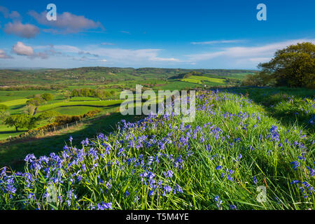 Vivier, Dorset, UK. 25 avril 2019. Météo britannique. Bluebells tapissent le sol à Coney's Castle Hill fort près de l'étang dans le Dorset avec vue sur la Vale Marshwood sur une chaude après-midi ensoleillé. Crédit photo : Graham Hunt/Alamy Live News Banque D'Images