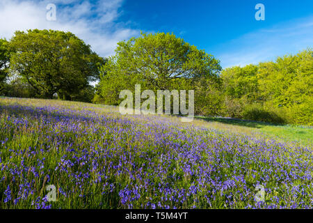 Vivier, Dorset, UK. 25 avril 2019. Météo britannique. Tapis de jacinthes une clairière au fort de colline de Coney's Castle près de vivier dans le Dorset sur une chaude après-midi ensoleillé. Crédit photo : Graham Hunt/Alamy Live News Banque D'Images