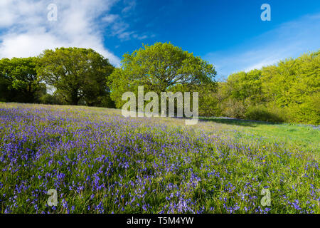 Vivier, Dorset, UK. 25 avril 2019. Météo britannique. Tapis de jacinthes une clairière au fort de colline de Coney's Castle près de vivier dans le Dorset sur une chaude après-midi ensoleillé. Crédit photo : Graham Hunt/Alamy Live News Banque D'Images