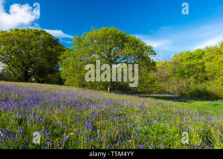 Vivier, Dorset, UK. 25 avril 2019. Météo britannique. Tapis de jacinthes une clairière au fort de colline de Coney's Castle près de vivier dans le Dorset sur une chaude après-midi ensoleillé. Crédit photo : Graham Hunt/Alamy Live News Banque D'Images