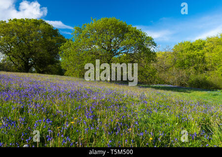 Vivier, Dorset, UK. 25 avril 2019. Météo britannique. Tapis de jacinthes une clairière au fort de colline de Coney's Castle près de vivier dans le Dorset sur une chaude après-midi ensoleillé. Crédit photo : Graham Hunt/Alamy Live News Banque D'Images