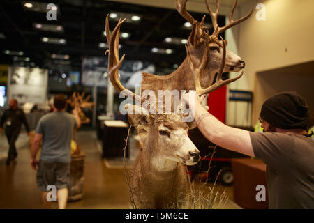 Indianapolis, Indiana, USA. Apr 25, 2019. Les travailleurs d'un chevreuil en peluche tout en mettant en place pour l'anr convention. Préparer les vendeurs de cabines dans la salle d'exposition avant de la National Rifle Association (NRA) convention à l'Indiana Convention Center dans le centre-ville d'Indianapolis. Crédit : Jeremy Hogan/SOPA Images/ZUMA/Alamy Fil Live News Banque D'Images