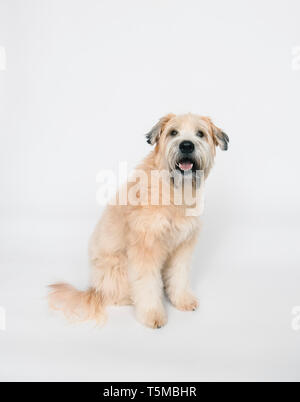 Wheaten Terrier chien assis sur un fond blanc. Banque D'Images