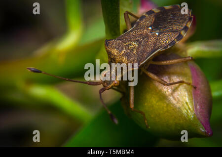 Smelly macro shot bugs sur les plantes Banque D'Images