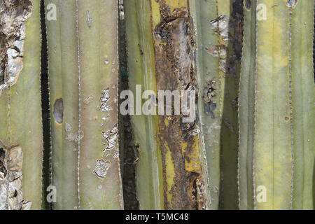 12.2005 et de cactus la surface de la peau organique abstrait texture de fond dans des couleurs marron et vert Banque D'Images