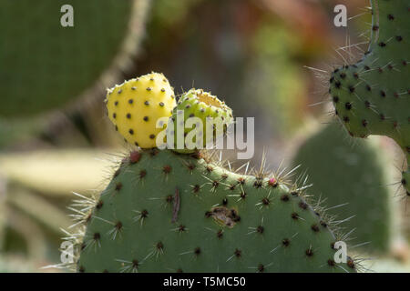 Cactus épineux avec peu de fruits jaunes et verts Banque D'Images