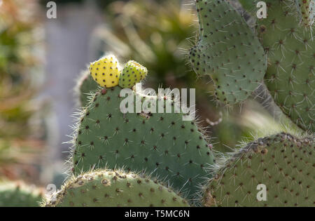 Cactus épineux avec peu de fruits jaunes et verts Banque D'Images