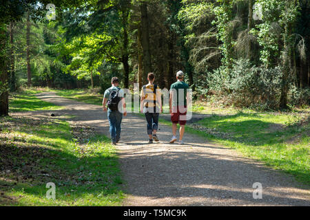 Trois jeunes adultes en marche une ligne le long d'une piste à travers les arbres dans la lumière du soleil filtrée dans la New Forest, Hampshire, Royaume-Uni Banque D'Images