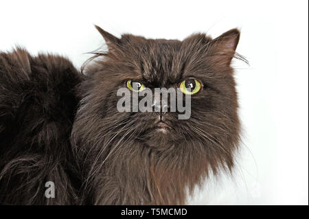 Chat persan brun avec un regard sombre regardant devant un fond blanc. Banque D'Images