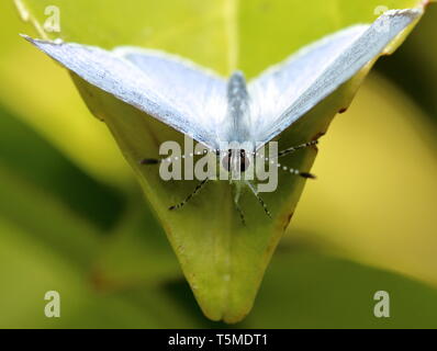 Holly (Celastrina argiolus papillon bleu),sur la tête dans le v d'un bay leaf Banque D'Images