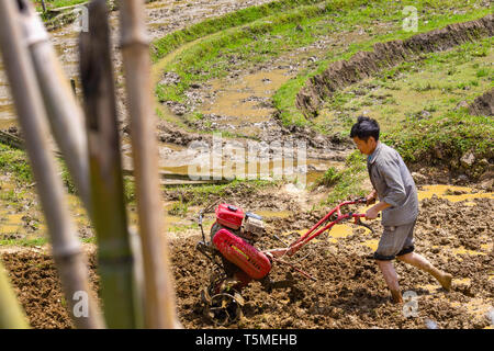 Agriculteur à l'aide d'un motoculteur sur la machine dans le champ de riz patty SaPa, Vietnam, Asie Banque D'Images