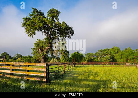 Oak Valley, Old Sonora Road, Comté de Stanislaus, Californie Banque D'Images