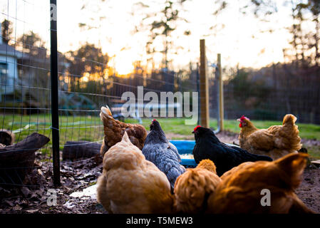 Poulets colorés regarder le coucher du soleil dans la cour Accueil Banque D'Images