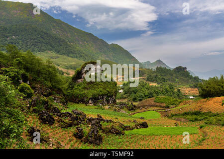 Les champs de maïs et de la marijuana à SaPa, Vietnam, Asie Banque D'Images