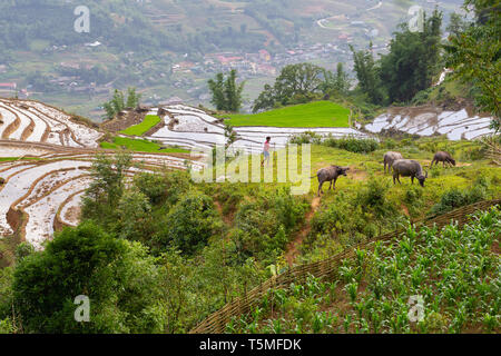 Agriculteur avec le buffle d'eau dans le riz des rizières de SaPa, Vietnam, Asie Banque D'Images