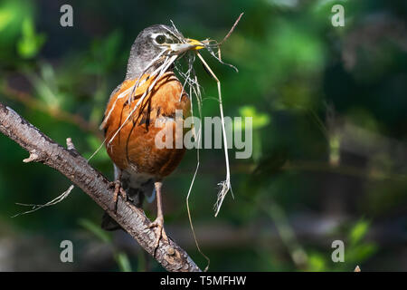 American robin avec matériel de nidification au printemps Banque D'Images