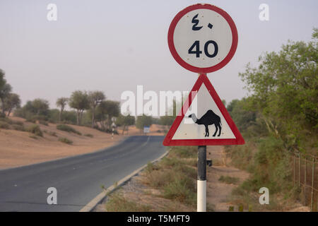 Méfiez-vous des Camel ; panneau de passage à niveau dans une rue ou route du désert aux Emirats Arabes Unis. Banque D'Images