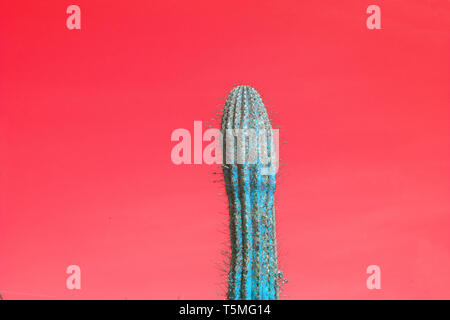 Surréaliste abstrait couleur turquoise unique épineux cactus avec des clous contre ciel rouge Banque D'Images