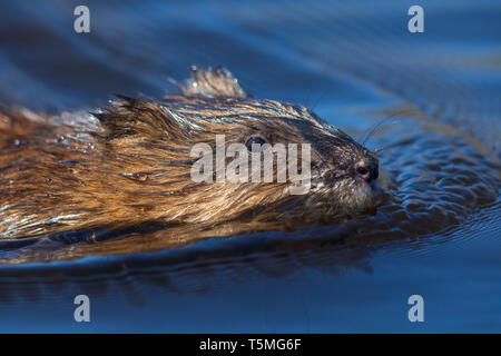 Close up d'un rat musqué nageant dans le nord du Wisconsin. Banque D'Images