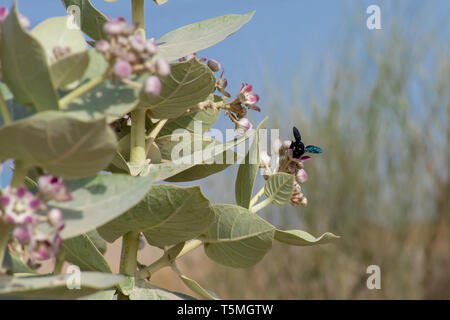 Une abeille charpentière (xylocopinae violacea) s'arrête sur une fleur du désert mauve (Sodome's Apple) dans les Émirats arabes unis. Banque D'Images