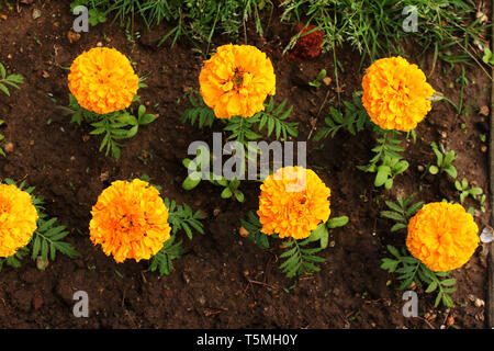 Des fleurs orange dans le sol. Tagetes erecta tagètes glade jaune et orange fleurs et bourgeons de fleurs, de plus en vue d'en haut Banque D'Images