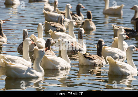 Plusieurs canards blanc natation sur le lac São Bernardo à São Francisco de Paula au Brésil. Banque D'Images