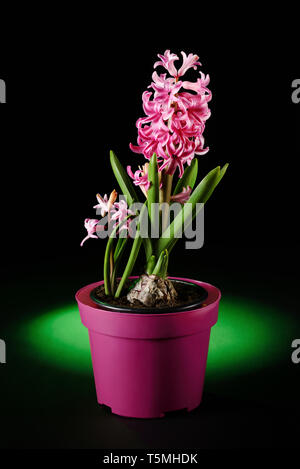 Garden hyacinth Hyacinthus orientalis commun avec rose rose fleur fleurs Banque D'Images