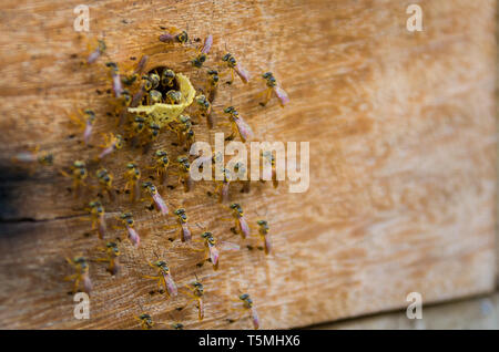 Ruche d'abeilles sans dard, Jataí bee (Tetragonisca angustula) Banque D'Images