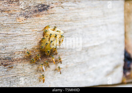 Ruche d'abeilles sans dard, Jataí bee (Tetragonisca angustula) Banque D'Images
