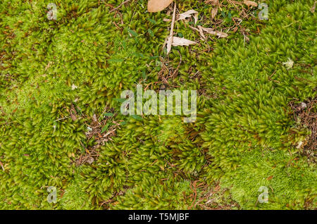 La forêt verte mystique du Brésil, sol moussu. Banque D'Images