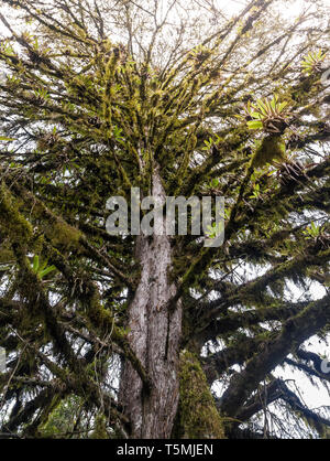 La forêt verte mystique du Brésil, sol moussu. Banque D'Images