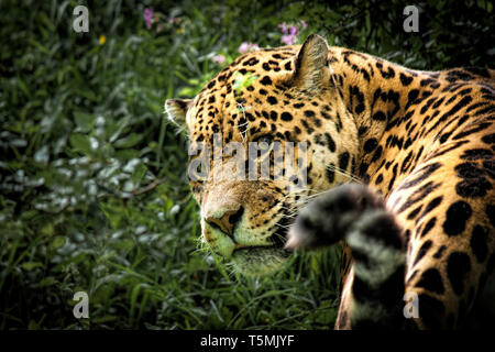 Jaguar Big Cat regarde la caméra Banque D'Images