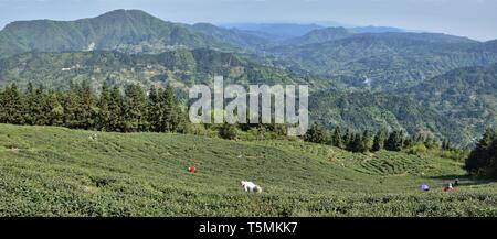 Les plantations de thé dans les montagnes dans la province du Guizhou en Chine. Banque D'Images