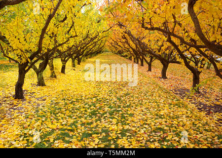 Magnifique magnifique verger apple orange jaune changeant de couleur feuilles durant la saison d'automne tomber les vieilles feuilles sur l'herbe verte du terrain les lignes de symétrie Banque D'Images